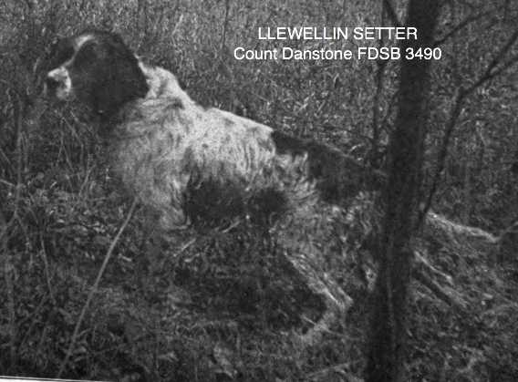 Count Danstone | English Setter 