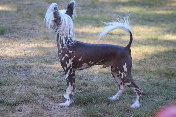 Unique Saklavi Rosa Thea FCI | Chinese Crested 