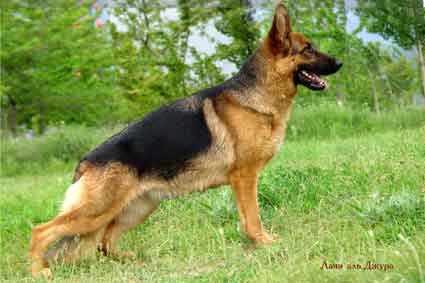 Lachi al Jura | German Shepherd Dog 