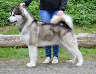 Oakiok Magic Boy for Polarni usvit | Alaskan Malamute 