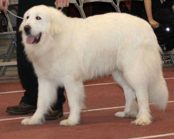 Lumienkelin Agentti | Great Pyrenees 