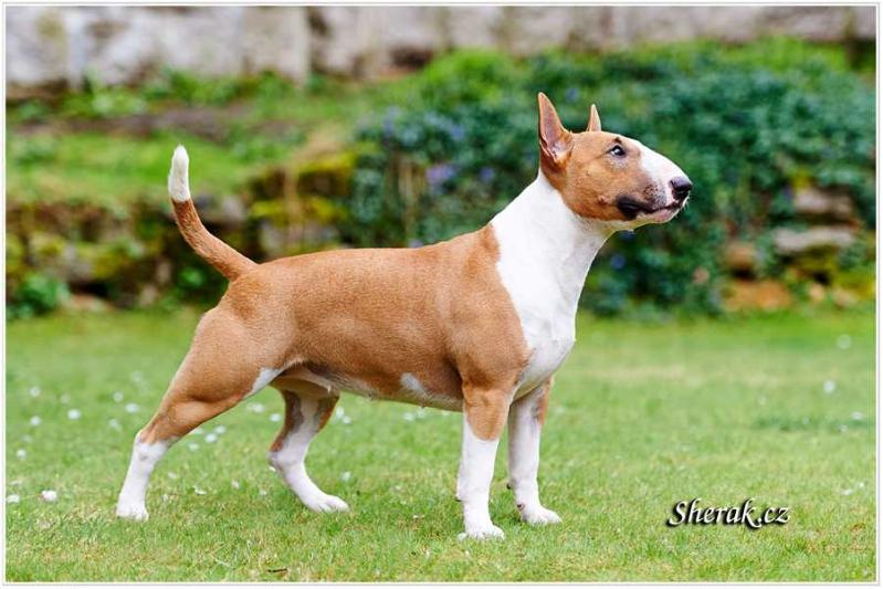 Avallon Beauty Mini Sherak | Miniature Bull Terrier 