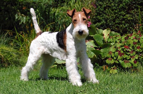 Netty vom Farnhorst | Wire Fox Terrier 