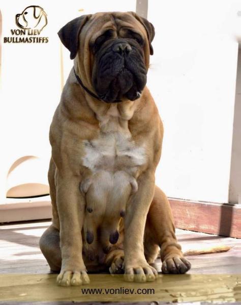 Von Liev Cherry Blossom is Tamsos | Bullmastiff 