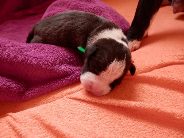 American Devil Desperado Czech | American Staffordshire Terrier 