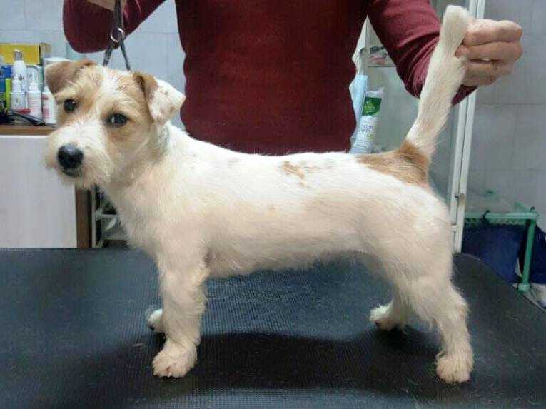 Homarlaki Harcos Kleo | Jack Russell Terrier 