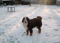 Clay Corner's Zelie | Bernese Mountain Dog 