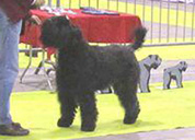 Ferroefuoco Bijoux | Bouvier des Flandres 