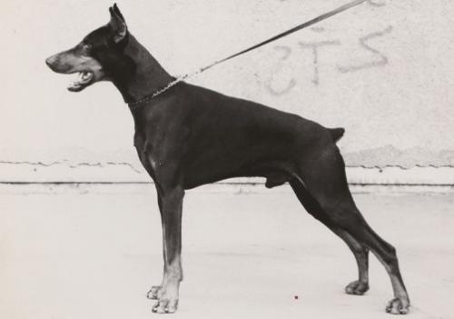 Edgar z Tomky | Black Doberman Pinscher
