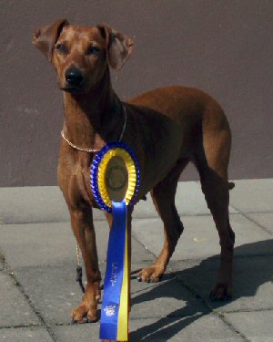 Lilla Enebys WALENCIA | German Pinscher 