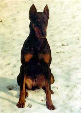 Arga z Tomky | Black Doberman Pinscher