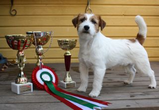 Björsätters Peer Gynt | Jack Russell Terrier 