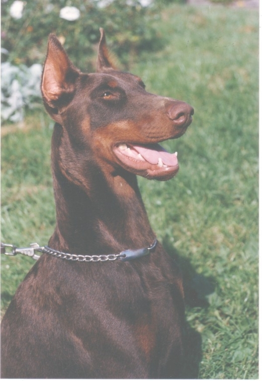 Maxi de Rouge Sang | Brown Doberman Pinscher