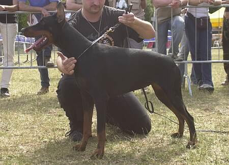 Kookaburra di Temaline | Black Doberman Pinscher