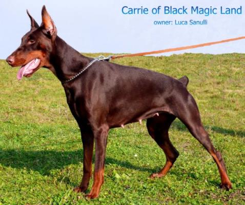 Carrie of Blackmagic Land | Brown Doberman Pinscher