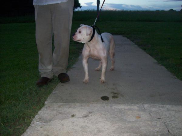 Reynold'S miss annie | American Bulldog 