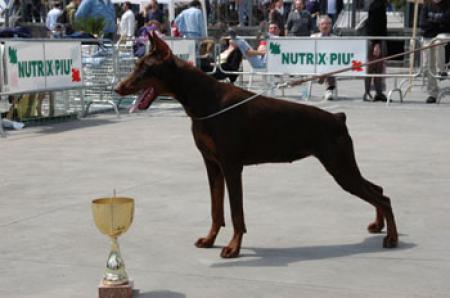 Oxana di Prisconte | Brown Doberman Pinscher