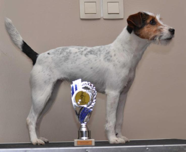 Nougat van 't geystersveld | Parson Russell Terrier 