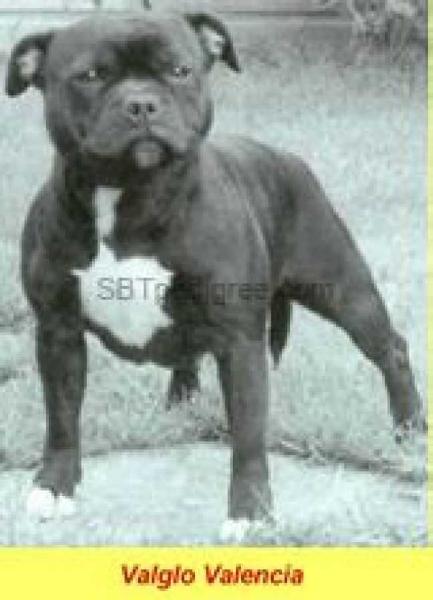 Valglo Valencia | Staffordshire Bull Terrier 