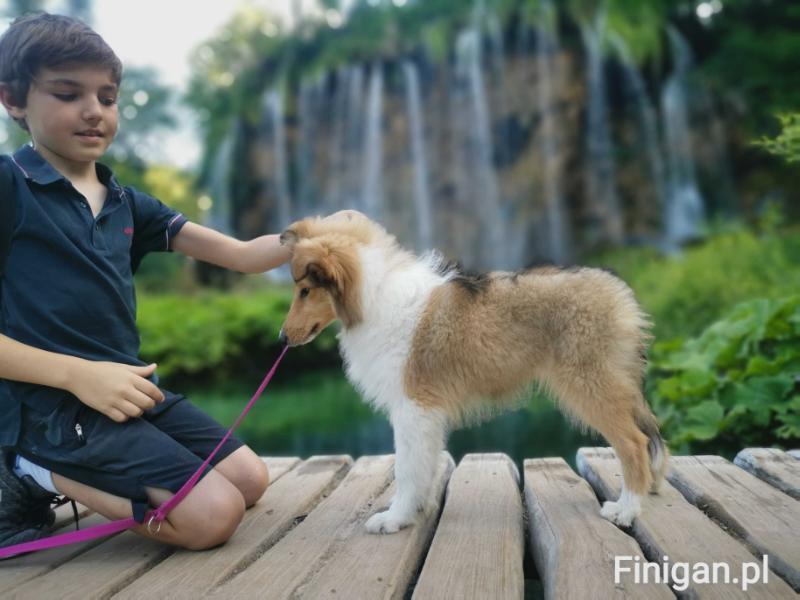 Even All Shining at Lujoan Dream Collies | Rough Collie 