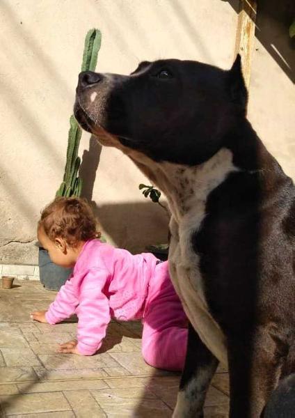 MARIA BONITA DO PARANHOS AMSTAFF | American Staffordshire Terrier  MARIA BONITA DO PARANHOS AMSTAFF | American Staffordshire Terrier