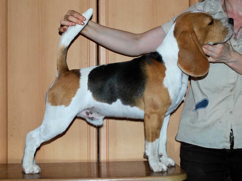 Royal Pack Ukraine Veritable Triumph | Beagle 