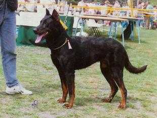 Gruss des Assiers | Beauceron 