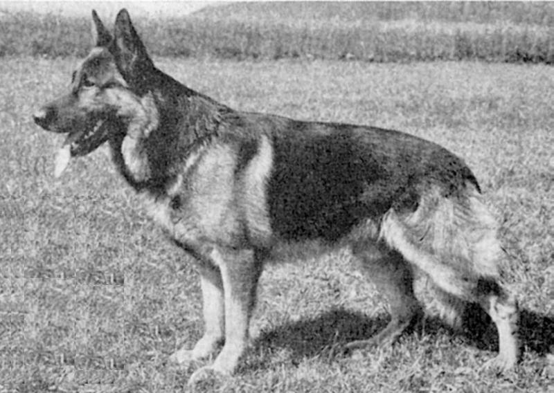 Condor vom Zollgrenzschutz-Haus | German Shepherd Dog 