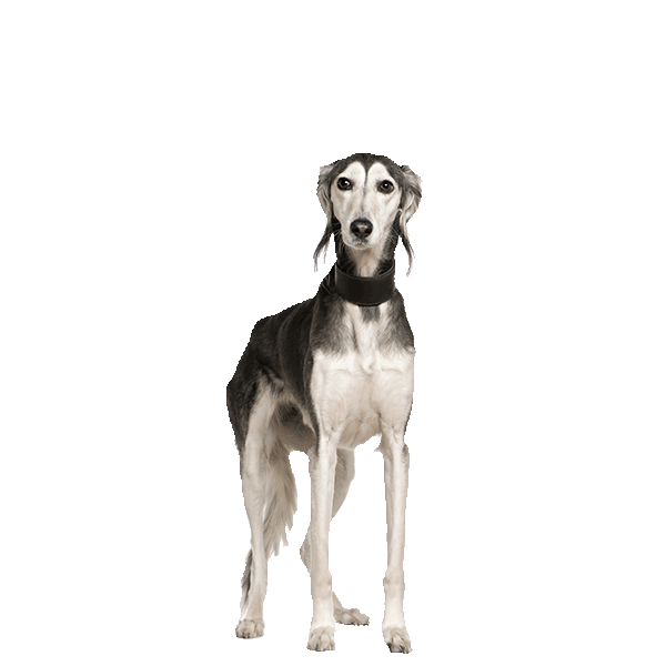 Saluki