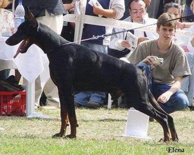 Nevskiy Tserber Al Pachino | Black Doberman Pinscher