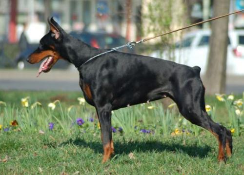 Teraline Debiana Sid | Black Doberman Pinscher
