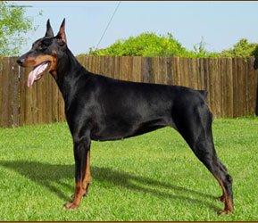 Esmir Del Velluto Nero | Black Doberman Pinscher