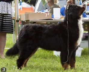 Ridon Hennet Flute | Bernese Mountain Dog 