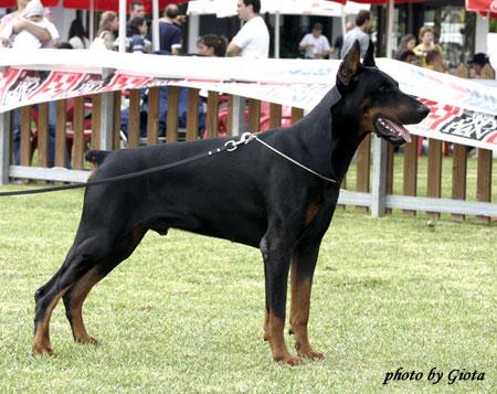 Horama Castor | Black Doberman Pinscher