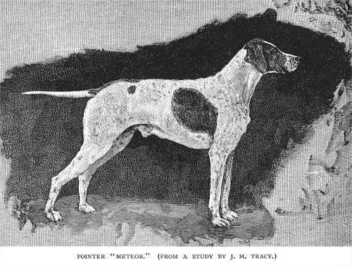 METEOR (PILKINGTON'S) | Pointer 