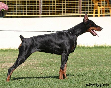 Anga e Herenya Morne Urya Nosta | Black Doberman Pinscher