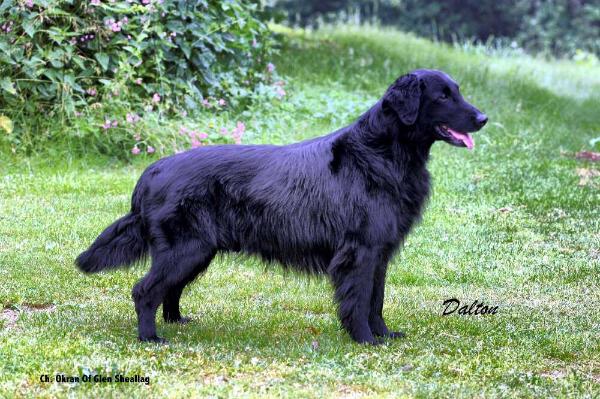 okran of Glen Sheallag | Flat-Coated Retriever 