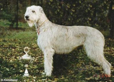 Alina von Wilar | Irish Wolfhound 