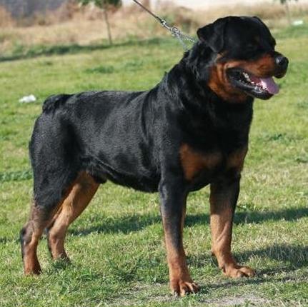 Etzel Du Dauchant | Rottweiler 