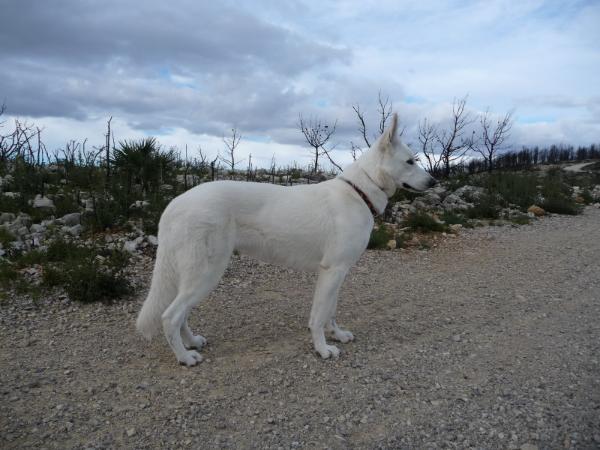 Tara of Jackie's white Flake Farm | White Swiss Shepherd Dog 