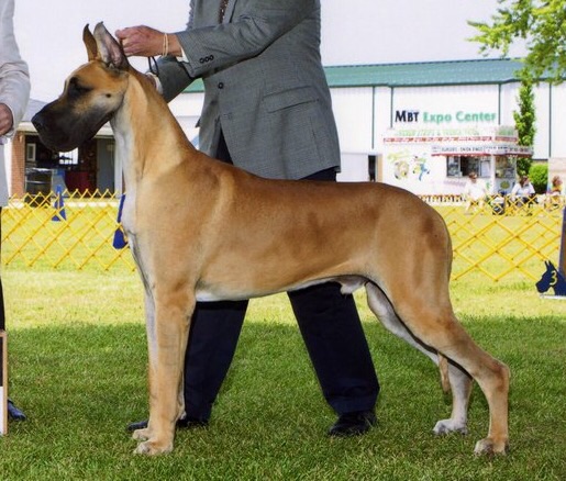 Amador's Moredane In Your Dreams | Great Dane 