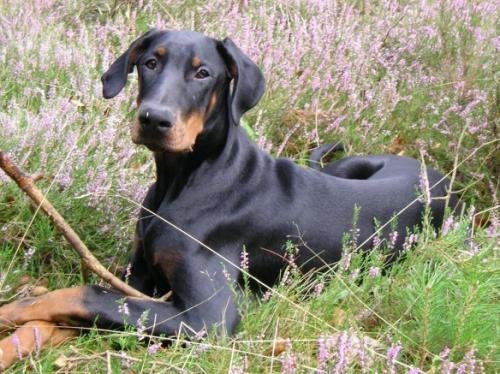 Lord Baldwin v.d. Hydrastate | Black Doberman Pinscher