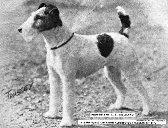 Alberfoyle Trevelac Tit Bit | Wire Fox Terrier 