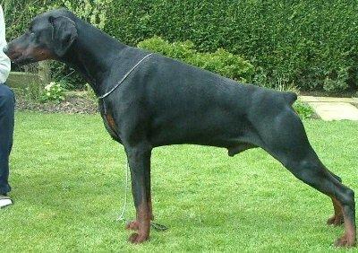 Animus Rusca Ferro | Black Doberman Pinscher