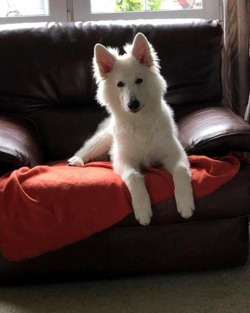Totally Tarco Witte Duivels Domein | White Swiss Shepherd Dog 