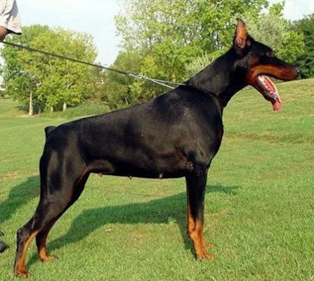 Xara di Altobello del Animus | Black Doberman Pinscher