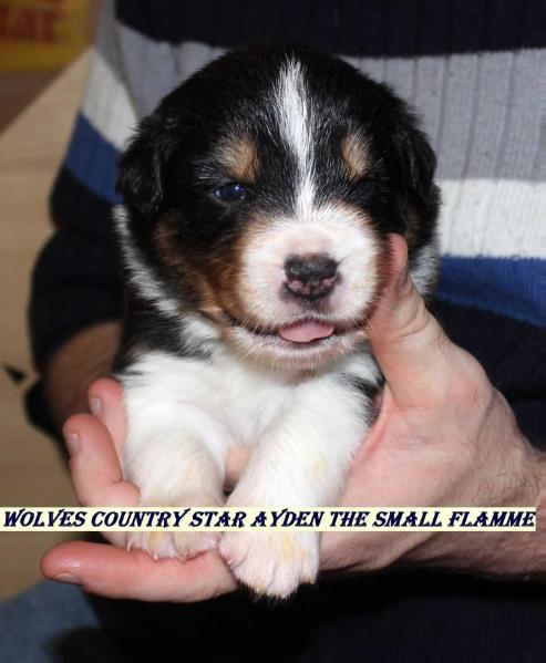 Wolves Country Star AYDEN the small Flame | Border Collie 