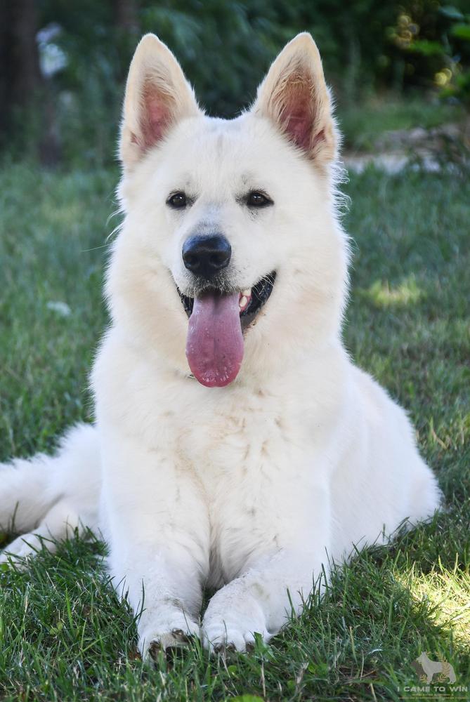 Delgado I Came to Win | White Swiss Shepherd Dog 