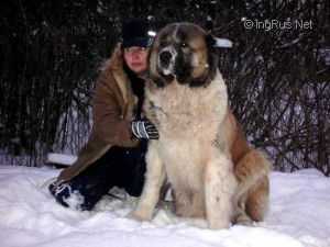 KSENIA | Caucasian Mountain Dog 