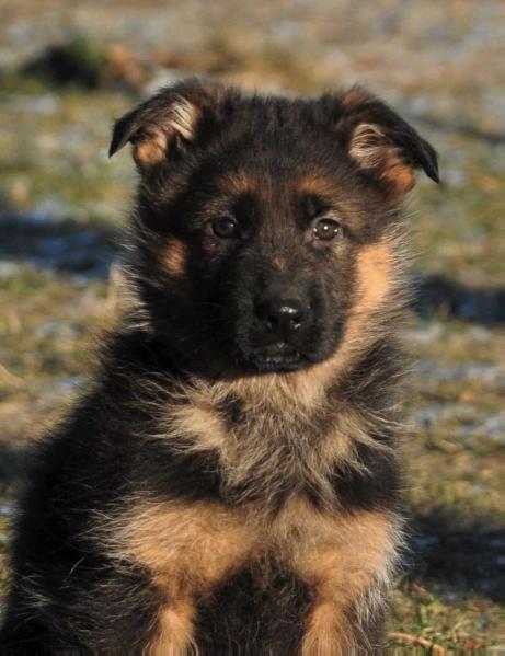 JOREN Team LEGUND | German Shepherd Dog 